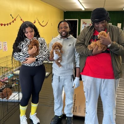 mini poodle puppies (1)