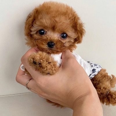 mini poodle puppies (10)