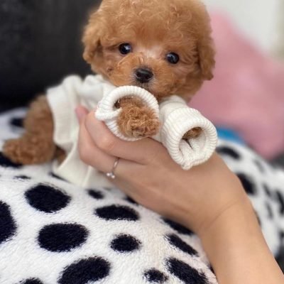 mini poodle puppies (11)