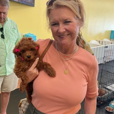 mini poodle puppies (3)