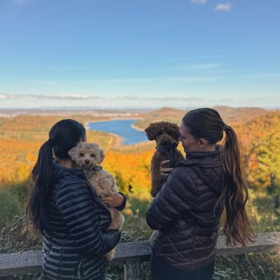 mini poodle puppies (6)