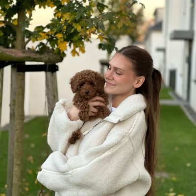 mini poodle puppies (7)