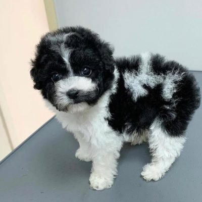 mini poodle puppies (8)