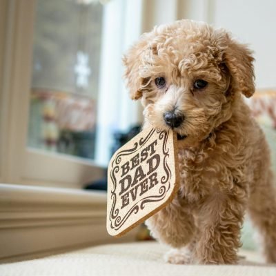 mini poodle pups for sale (1)