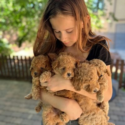 mini poodle pups for sale (14)