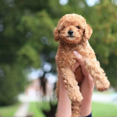 mini poodle pups for sale (7)